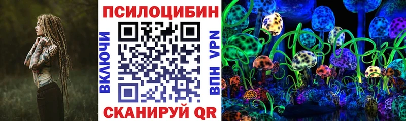 как найти   Гурьевск  Галлюциногенные грибы Psilocybe 