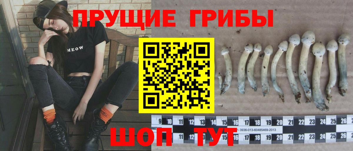 Галлюциногенные грибы Psilocybine cubensis Гурьевск